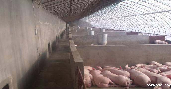 西安某猪舍项目地源热泵取暖设计方案